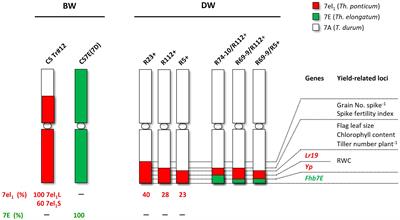 Coping with salinity stress: segmental group 7 chromosome introgressions from halophytic Thinopyrum species greatly enhance tolerance of recipient durum wheat